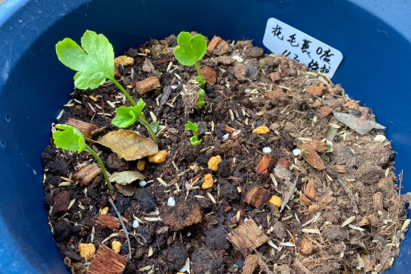 花毛茛出苗后如何管理，出苗后要保持合适的温度