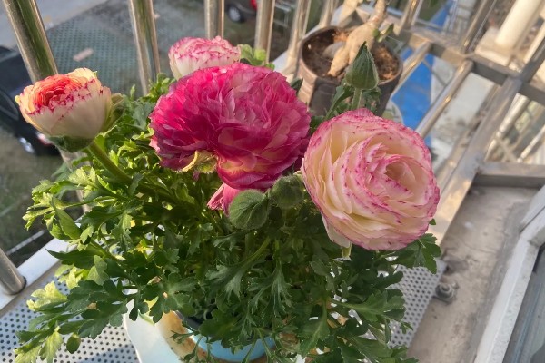 花毛茛出苗后如何管理，出苗后要保持合适的温度