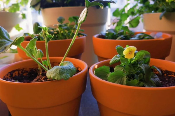 花毛茛出苗后如何管理，出苗后要保持合适的温度