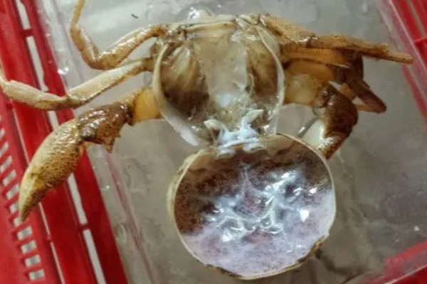 螃蟹多久脱一次壳，脱壳的间隔是不一定的