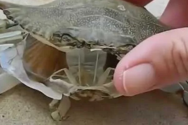 螃蟹多久脱一次壳，脱壳的间隔是不一定的