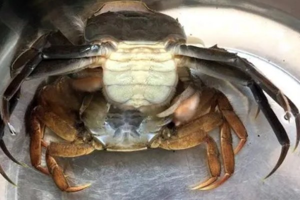 螃蟹多久脱一次壳，脱壳的间隔是不一定的