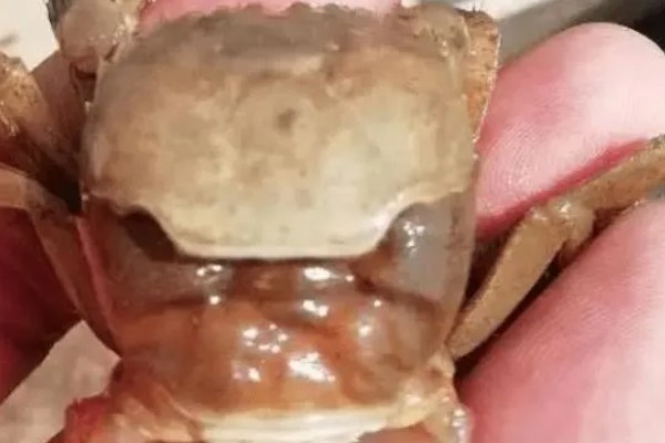 螃蟹多久脱一次壳，脱壳的间隔是不一定的