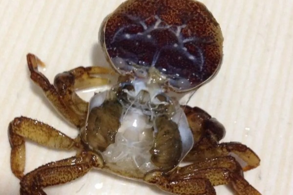 螃蟹多久脱一次壳，脱壳的间隔是不一定的
