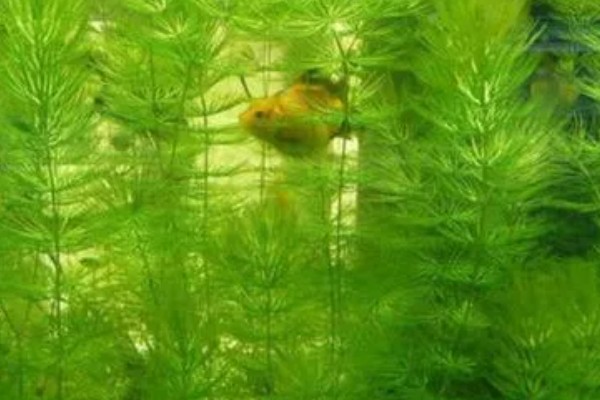 金鱼藻的养殖方法，每隔7-10天换一次水