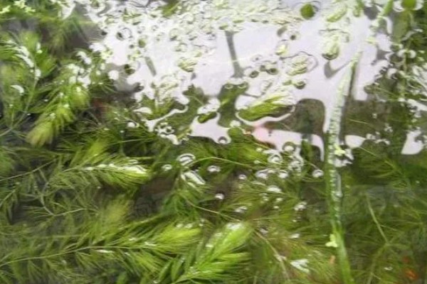 金鱼藻的养殖方法，每隔7-10天换一次水