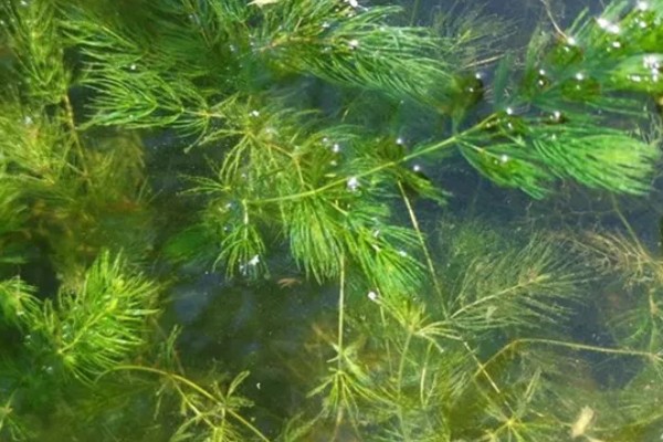 金鱼藻的养殖方法，每隔7-10天换一次水