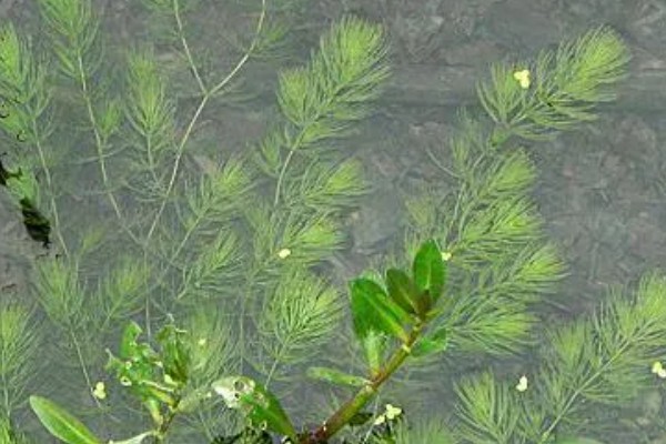 金鱼藻的养殖方法，每隔7-10天换一次水