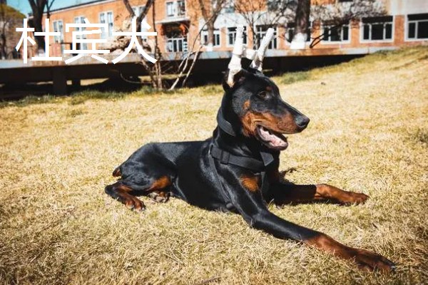 杜宾犬和罗威纳的性格特点，前者生性凶猛、后者感情细腻