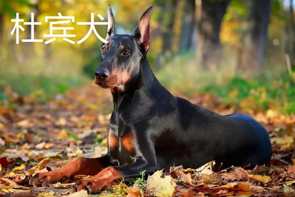 杜宾犬和罗威纳的性格特点，前者生性凶猛、后者感情细腻