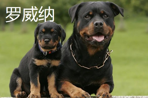 杜宾犬和罗威纳的性格特点，前者生性凶猛、后者感情细腻