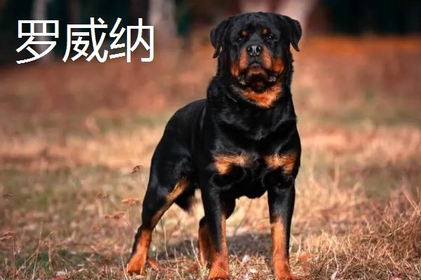 杜宾犬和罗威纳的性格特点，前者生性凶猛、后者感情细腻