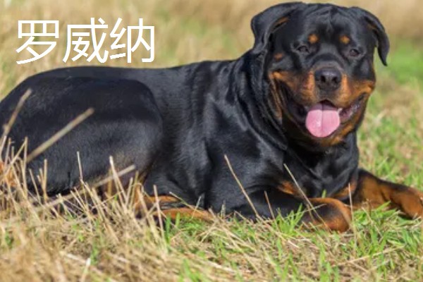 杜宾犬和罗威纳的性格特点，前者生性凶猛、后者感情细腻