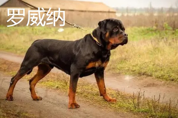 杜宾犬和罗威纳的性格特点，前者生性凶猛、后者感情细腻