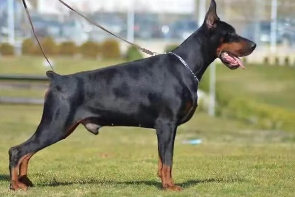 杜宾犬和罗威纳的性格特点，前者生性凶猛、后者感情细腻