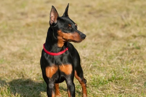 杜宾犬和罗威纳的性格特点，前者生性凶猛、后者感情细腻