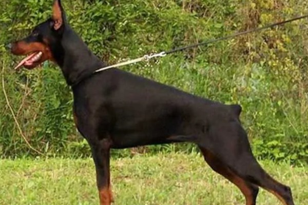 杜宾犬和罗威纳的性格特点，前者生性凶猛、后者感情细腻