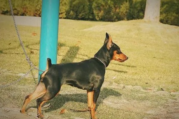 杜宾犬和罗威纳的性格特点，前者生性凶猛、后者感情细腻