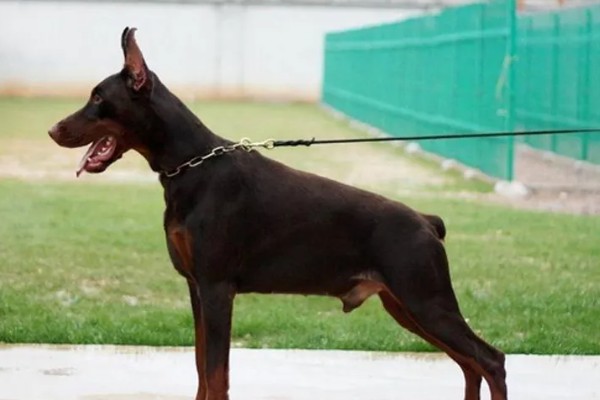 杜宾犬和罗威纳的性格特点，前者生性凶猛、后者感情细腻