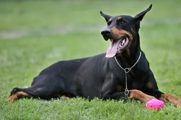 杜宾犬和罗威纳的性格特点，前者生性凶猛、后者感情细腻