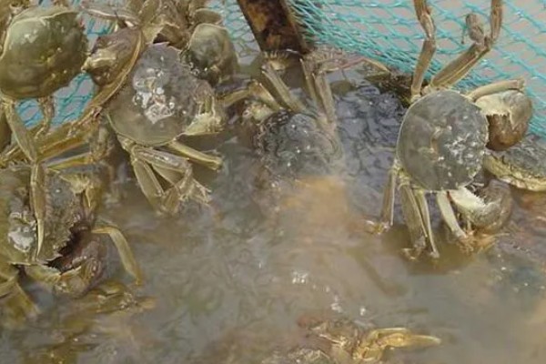 怎么养蟹,每天投喂1-2次