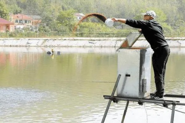 怎么养蟹,每天投喂1-2次