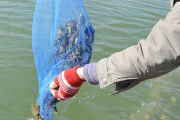 怎么养蟹,每天投喂1-2次