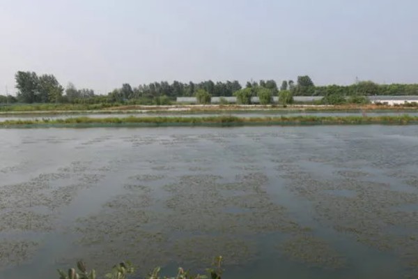 怎么养蟹,每天投喂1-2次