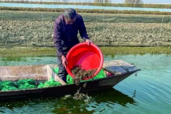 怎么养蟹,每天投喂1-2次