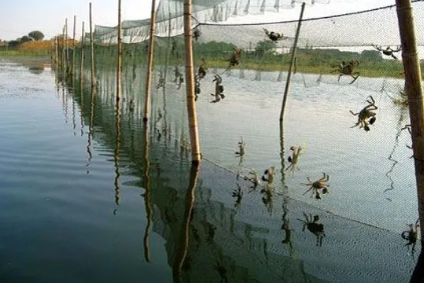 怎么养蟹,每天投喂1-2次