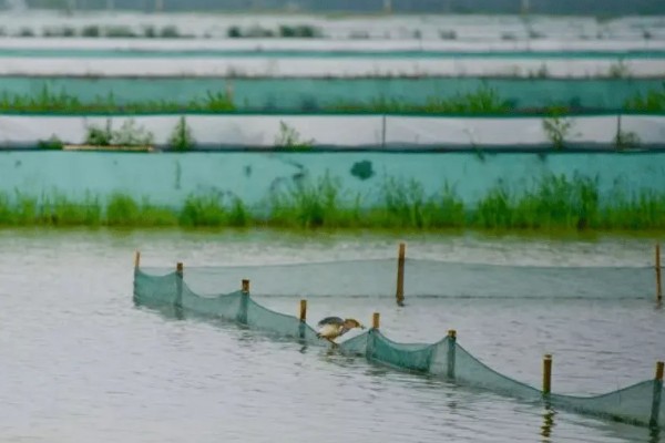 怎么养蟹,每天投喂1-2次