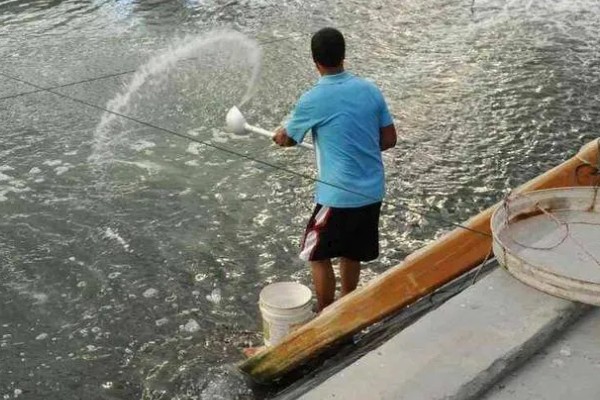 怎么养蟹,每天投喂1-2次