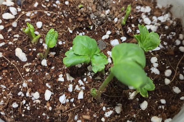 花毛茛出苗后如何管理，出苗后要保持合适的温度