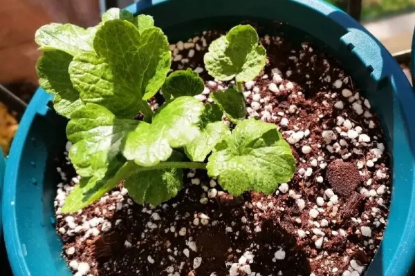 花毛茛出苗后如何管理，出苗后要保持合适的温度