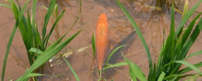 稻花鱼怎么养，在5月下旬左右放养