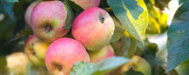 苹果树秋天开花的原因，高温、缺水、发生病害都会引起