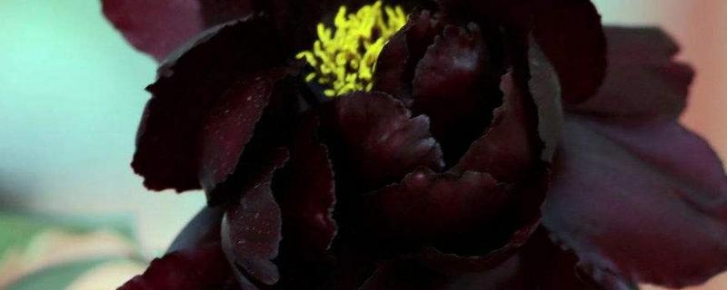 黑色芍药有什么花语，具有依依惜别、情有独钟等含义