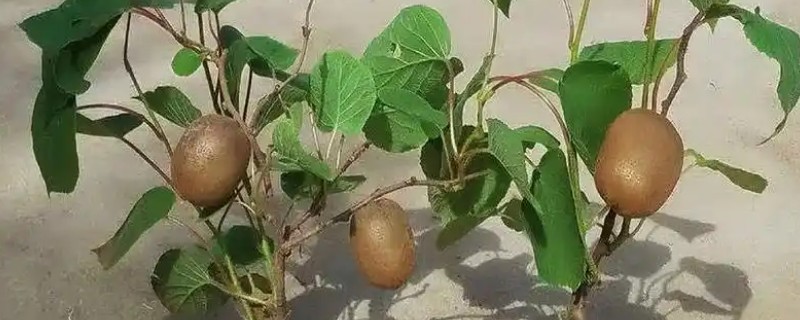 阳台种猕猴桃可以结果吗，需提供较大的栽培容器