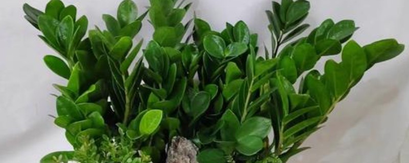 金钱树生根后的移栽要点，气温达到20℃再移栽可提高成活率