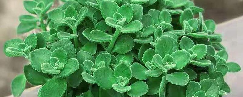 碰碰香的寿命是几年，有5-15年