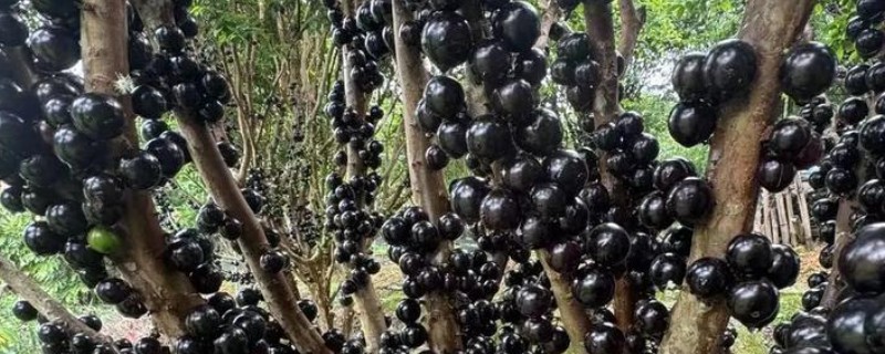 树葡萄的种植技术，施肥可采用穴施或者沟施