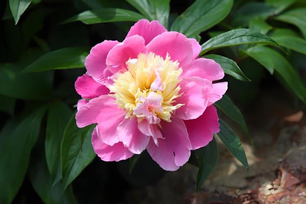 有什么林下喜阴的经济作物,芍药、蒲公英、射干等品种可供选择