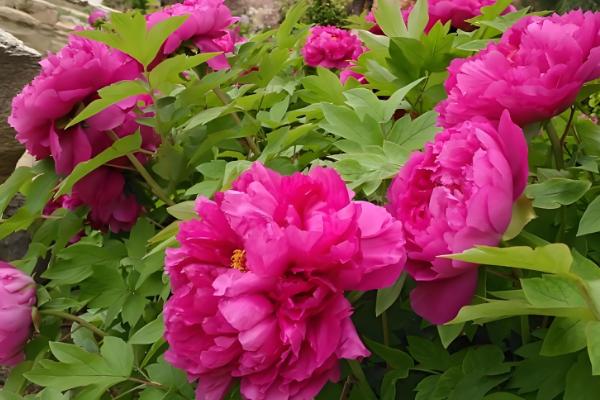 有什么林下喜阴的经济作物,芍药、蒲公英、射干等品种可供选择