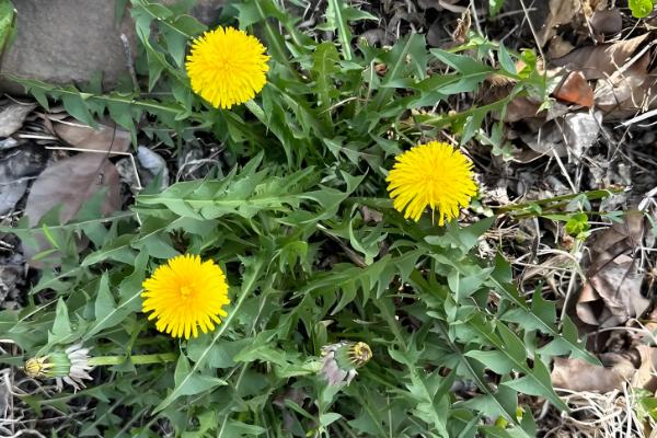 有什么林下喜阴的经济作物,芍药、蒲公英、射干等品种可供选择