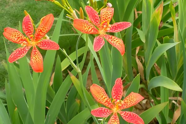 有什么林下喜阴的经济作物,芍药、蒲公英、射干等品种可供选择