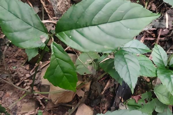 有什么林下喜阴的经济作物,芍药、蒲公英、射干等品种可供选择