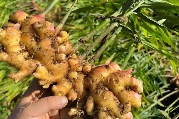 有什么林下喜阴的经济作物,芍药、蒲公英、射干等品种可供选择