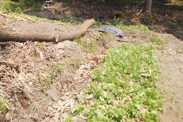 有什么林下喜阴的经济作物,芍药、蒲公英、射干等品种可供选择