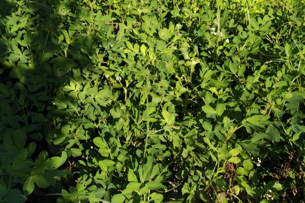 有什么林下喜阴的经济作物,芍药、蒲公英、射干等品种可供选择