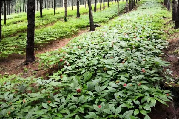 有什么林下喜阴的经济作物,芍药、蒲公英、射干等品种可供选择